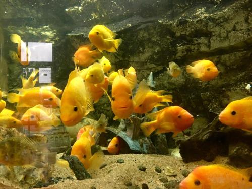 a group of yellow fishes in an aquarium at Hôtel Restaurant de L'Europort in Saint-Avold