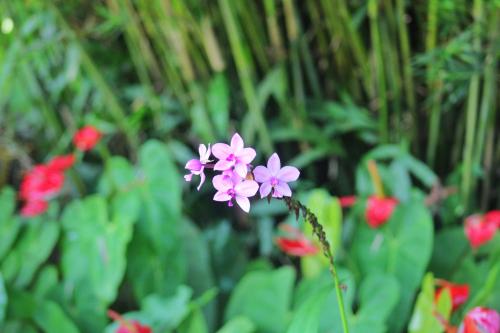 a purple flower in the middle of a field of flowers at Villa 252 Kosgoda in Kosgoda