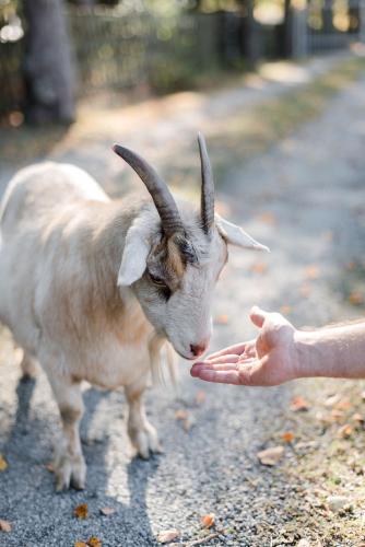 a person giving a goat a plate of food at Sommers "Schöne Aussicht", Adults only in Reichenbach im Vogtland