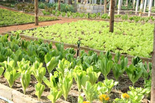 a garden filled with lots of green plants at Le Palais Juliana in Luang Prabang