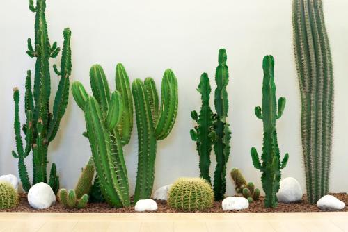 a bunch of cactus on a wall at Versilia Lido | UNA Esperienze in Lido di Camaiore