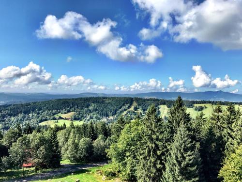 a view of a forest of trees on a hill at Hotel Královka in Bedřichov
