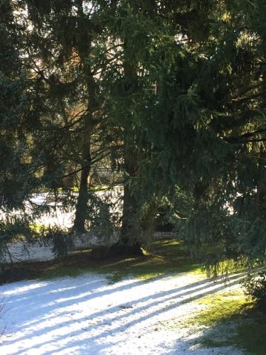 a tree in the middle of a snow covered field at la ferme des ruelles in Moigny