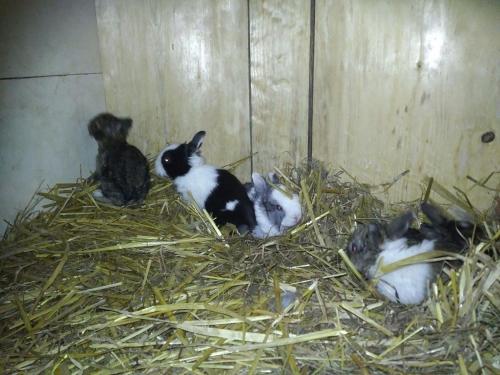 three baby rabbits laying in a pile of hay at Kindererlebnis- und Biobauernhof Hipp-Bruckner in Wörnharts