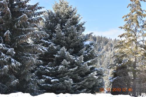 two christmas trees with snow on them at Evening Star Motel in Greenwood