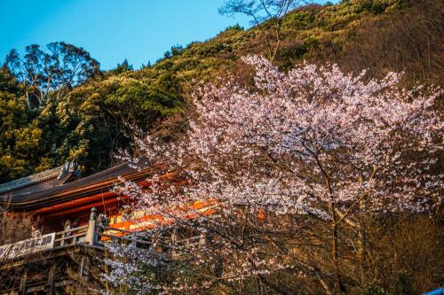 a tree with pink flowers in front of a building at Saka Hotel Kyoto in Kyoto