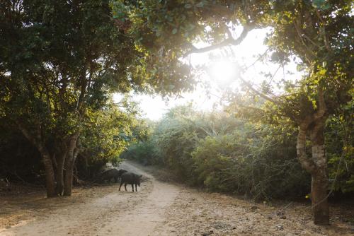 two animals walking down a dirt road with trees at Jetwing Jungle Lodge, A Luxury Reserve in Yala