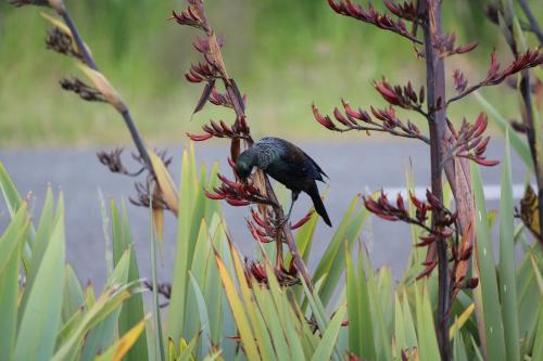 a bird perched on top of a flower next to water at The Summit Lodge in Gladstone