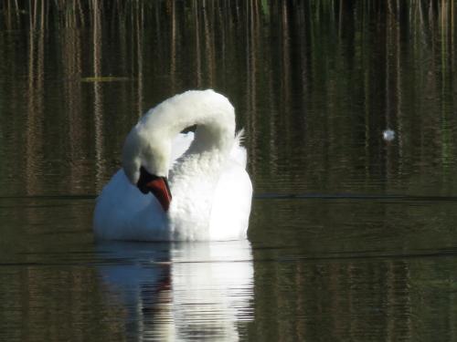 a white swan swimming in the water at Käbi Holiday Homes in Ainja