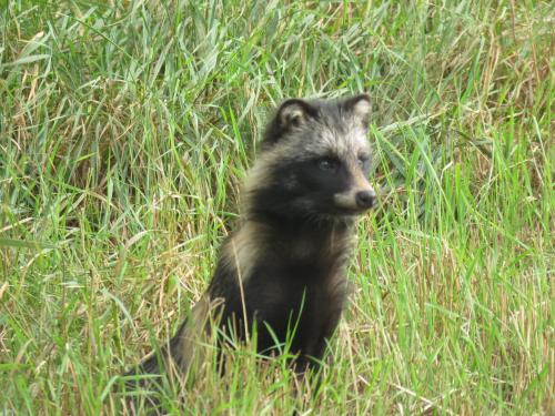a baby black bear sitting in the grass at Käbi Holiday Homes in Ainja