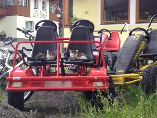 two cats sitting in the back seats of a four wheeler at Heisshof in Schladming