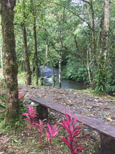 a wooden bench sitting next to a river in a forest at La Casa del Rio B&B in Puyo