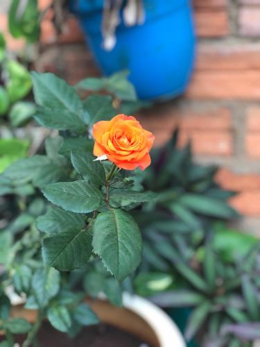a orange rose in a vase with green leaves at Hotel An Nhien in Buon Ma Thuot