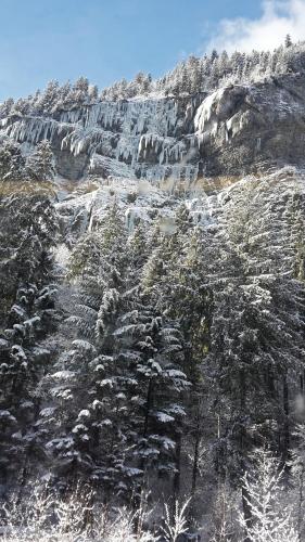 a snow covered mountain with a bunch of trees at Jobling's Holiday Apartment in Interlaken