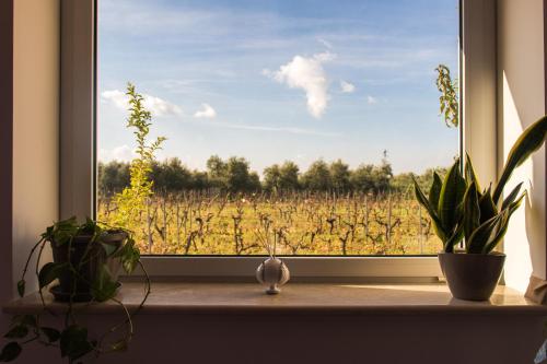 a window with a view of a field of plants at Tenuta Vigna del Noce in Corato