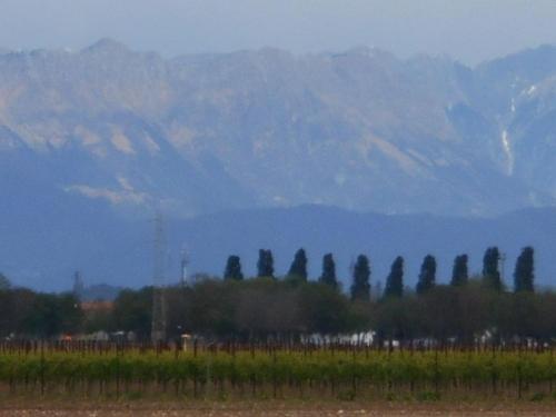 a group of trees in a field with mountains in the background at Casa Ortensia in Grions