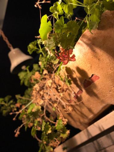 a green plant in a vase next to a light at Aleen Guest House in Nazareth