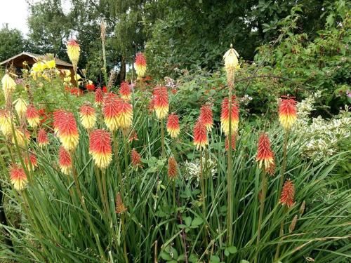 a field of colorful flowers in a garden at Worfield in Hereford