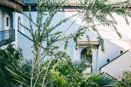 Un jardín fuera de Riad Le Rihani