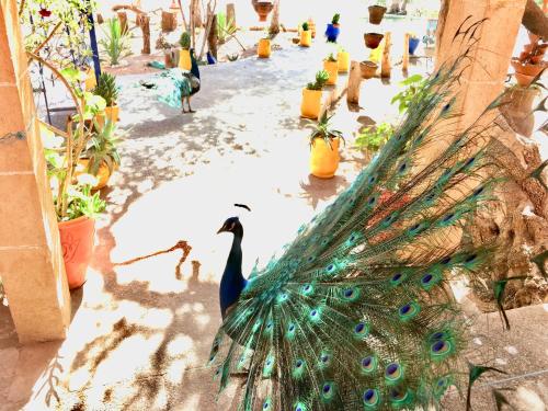 a peacock is standing next to some potted plants at Camping & Hôtel Le Calme in Essaouira