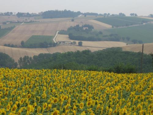 a large field of sunflowers in the foreground at Il Giardino Degli Ulivi in Appignano