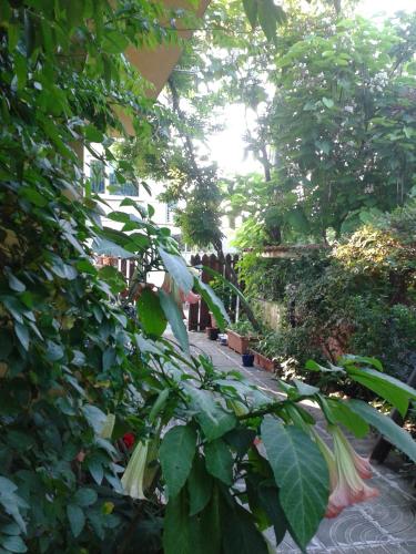 a garden with a bunch of green plants and trees at The Colourful Mansion Hotel in Ahtopol