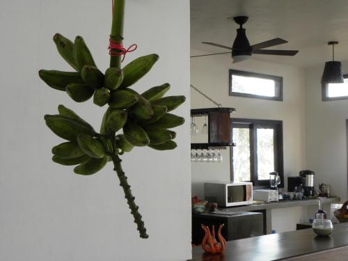 a bunch of green bananas hanging from a wall in a kitchen at Casa Kalmar in Zipolite