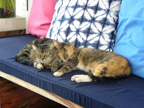 two cats laying on top of a couch at Casa Kalmar in Zipolite