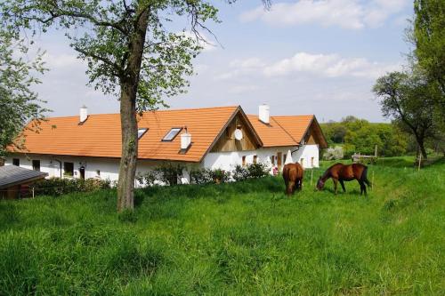 two horses grazing in the grass in front of a house at wundervoll eben - CHALETS & PLÄTZE voller WUNDER - NOTSCHKERL & FEINIS in Waasen