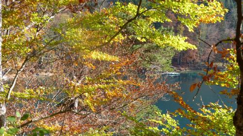 a view of a river through the trees at Ferienwohnung Allgäuer Landhaus Stocker in Hopferau-Füssen in Hopferau
