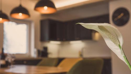 a close up of a white flower in a kitchen at Apartment NinetyFour in Annaberg im Lammertal