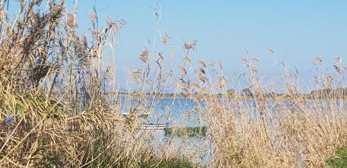 a field of tall grass next to a body of water at La Culla di Adeodata in Marsala