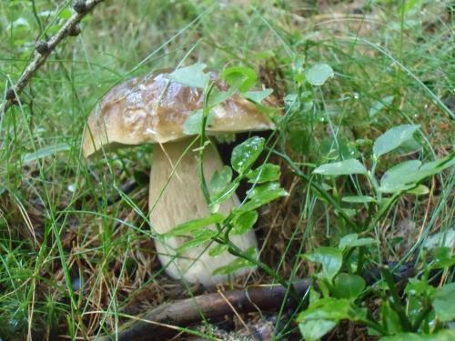 a mushroom in the grass in a field at Locanda La Ruscoletta in Telve