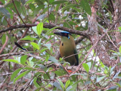 a bird sitting on a branch of a tree at Reserva La Rivera in Salento
