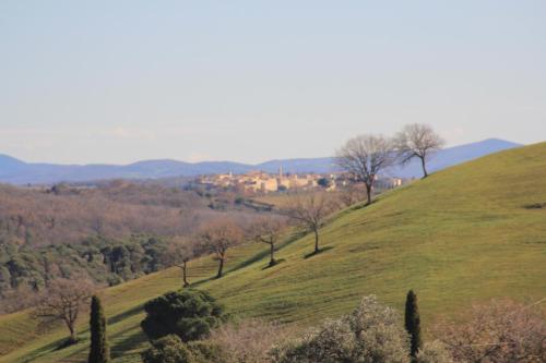a green hill with trees on the side of it at Agriturismo La Talpa in Marsiliana