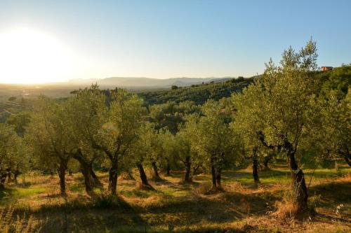 a row of olive trees in a field at Agriturismo Podere Rondinaio in Lamporecchio