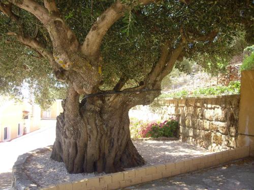 Gallery image of Asteras Studios in Argostoli