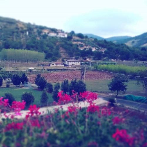 a view of a field with pink flowers at Petalo Rosso b&b in Lenola