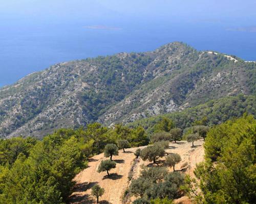 a hillside with trees and a mountain in the background at Rustic House in Émbonas