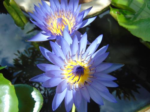a purple flower with a yellow center on a plant at SRI LANKAN VILLA in Galle