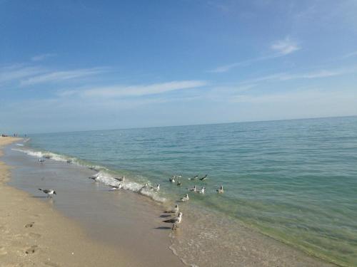 un grupo de aves de pie en la playa en King David Dream Home en Miami Beach