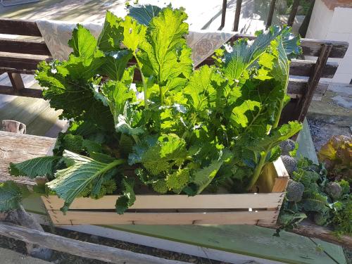 a wooden crate filled with lettuces and greens at Le Radici Casa Vacanze in Copertino