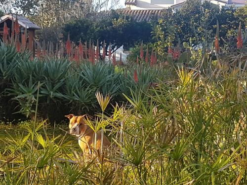 a dog sitting in the grass in a garden at Le Radici Casa Vacanze in Copertino