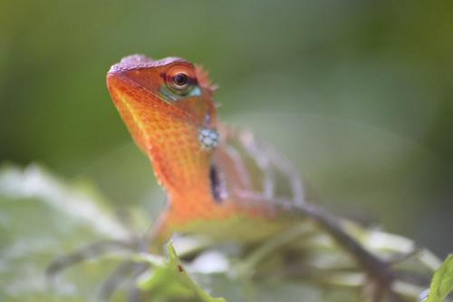 an orange lizard is sitting on a tree branch at Eco Villa - Sinharaja in Deniyaya