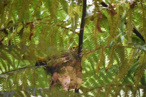 a bird is sitting in a tree at Eco Villa - Sinharaja in Deniyaya