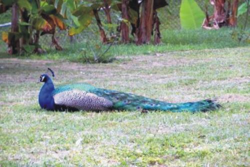 a peacock laying on the ground in the grass at Villa Vassallo in Ponce