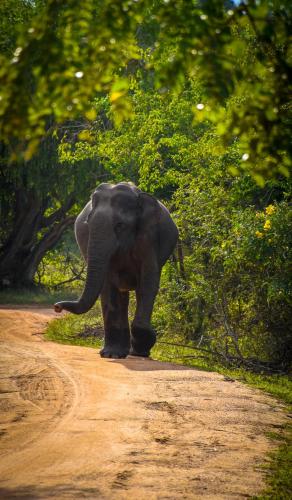 a baby elephant walking down a dirt road at Hide Yala in Tissamaharama