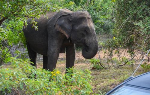 an elephant standing in a field with its trunk at Hide Yala in Tissamaharama