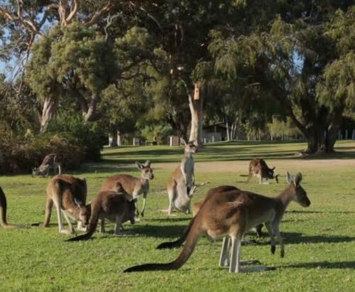 a group of kangaroos grazing in a field at Eastern Hill Creswick in Creswick