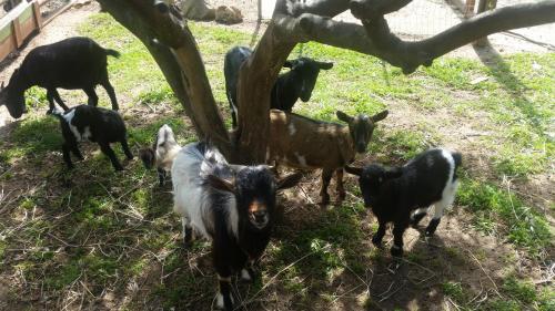 a group of goats standing next to a tree at Le Radici Casa Vacanze in Copertino